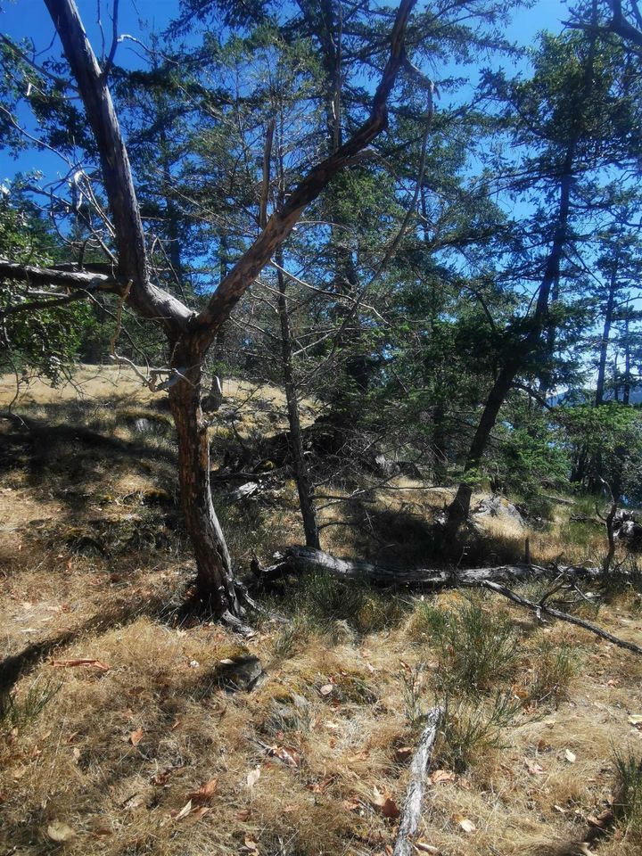 Photo 8 at LOT 9 Beechwood Drive, Mayne Island, Islands-Van. & Gulf Photo 8 at LOT 9 Beechwood Drive, Mayne Island, Islands-Van. & Gulf