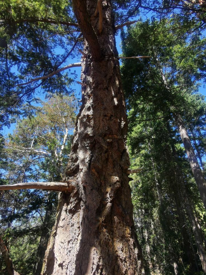 Photo 12 at LOT 9 Beechwood Drive, Mayne Island, Islands-Van. & Gulf Photo 12 at LOT 9 Beechwood Drive, Mayne Island, Islands-Van. & Gulf