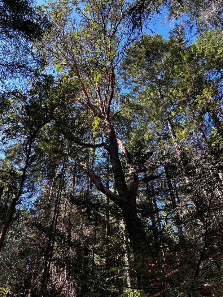 Photo 23 at 762 Ridge Road, Galiano Island, Islands-Van. & Gulf