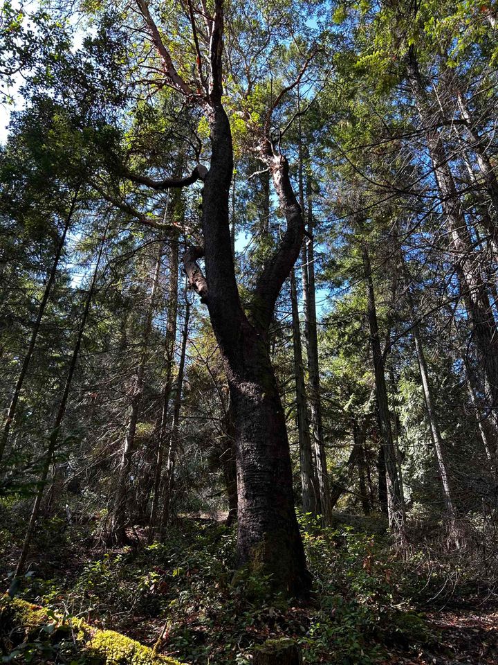 Photo 24 at 762 Ridge Road, Galiano Island, Islands-Van. & Gulf