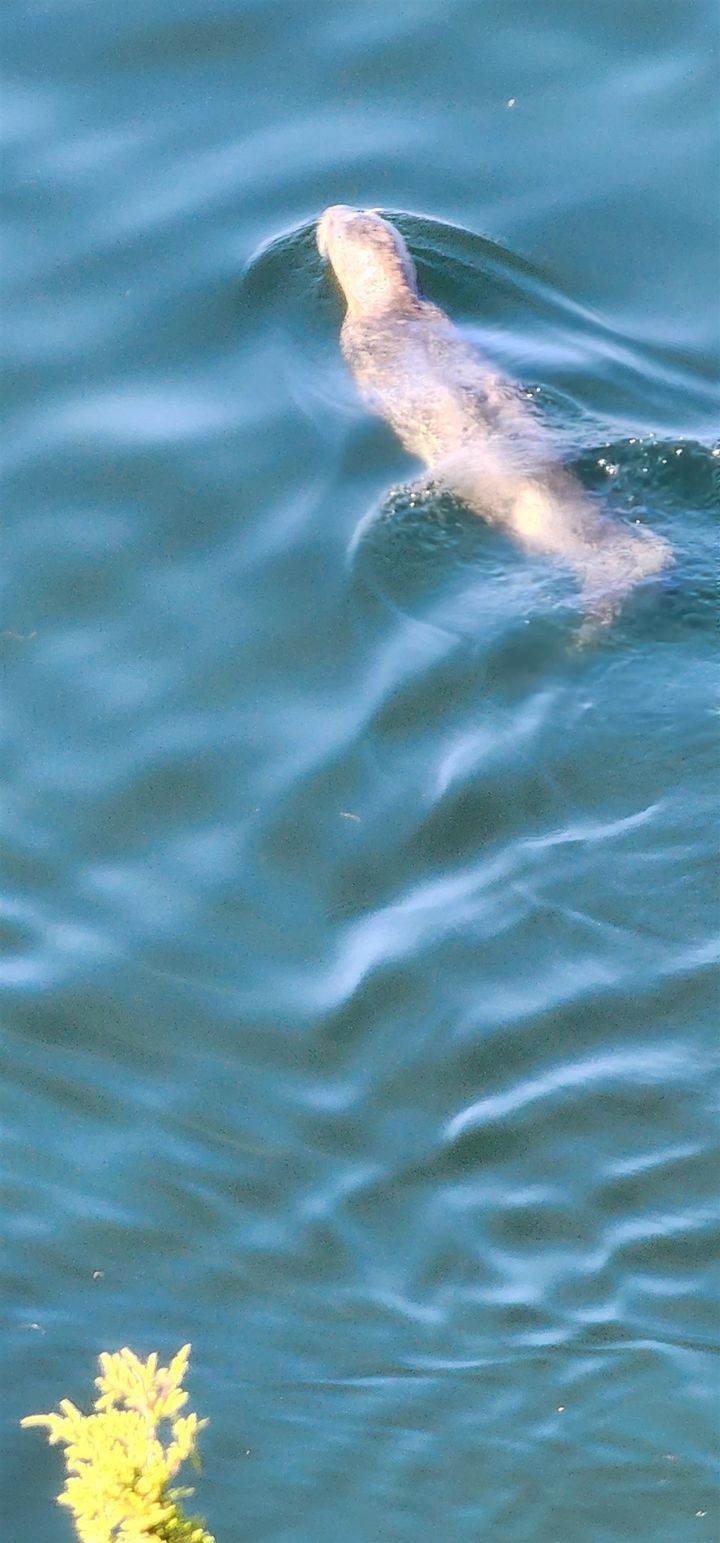 Photo 34 at 315 Deacon Lane, Galiano Island, Islands-Van. & Gulf