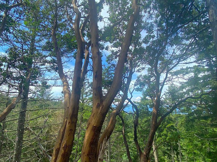 Photo 4 at Lot 11 District Lot 71 And 77, Galiano Island, Islands-Van. & Gulf