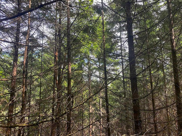 Photo 23 at Lot 11 District Lot 71 And 77, Galiano Island, Islands-Van. & Gulf