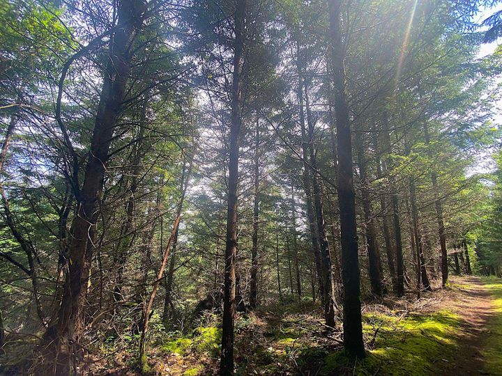 Photo 25 at Lot 11 District Lot 71 And 77, Galiano Island, Islands-Van. & Gulf