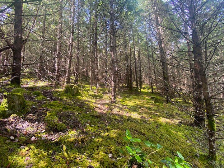 Photo 26 at Lot 11 District Lot 71 And 77, Galiano Island, Islands-Van. & Gulf