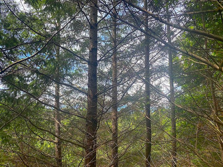 Photo 29 at Lot 11 District Lot 71 And 77, Galiano Island, Islands-Van. & Gulf