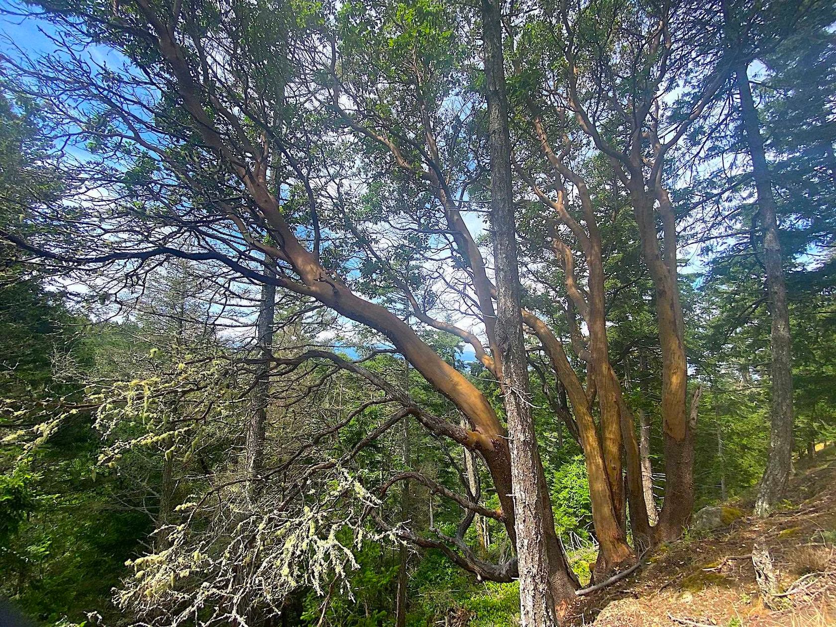 Photo 2 at Lot 11 District Lot 71 And 77, Galiano Island, Islands-Van. & Gulf Photo 2 at Lot 11 District Lot 71 And 77, Galiano Island, Islands-Van. & Gulf