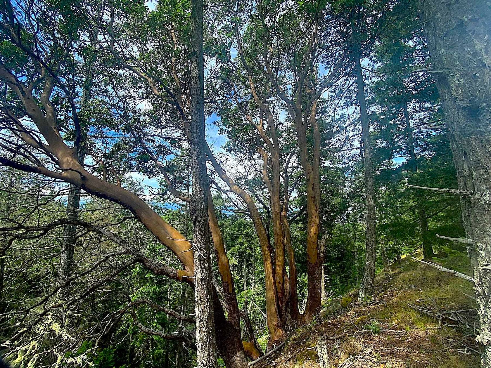 Photo 5 at Lot 11 District Lot 71 And 77, Galiano Island, Islands-Van. & Gulf Photo 5 at Lot 11 District Lot 71 And 77, Galiano Island, Islands-Van. & Gulf