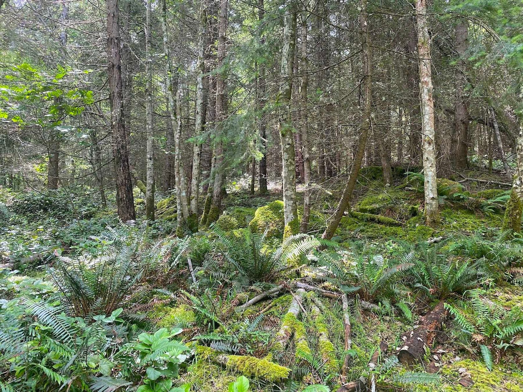 Photo 8 at Lot 11 District Lot 71 And 77, Galiano Island, Islands-Van. & Gulf Photo 8 at Lot 11 District Lot 71 And 77, Galiano Island, Islands-Van. & Gulf