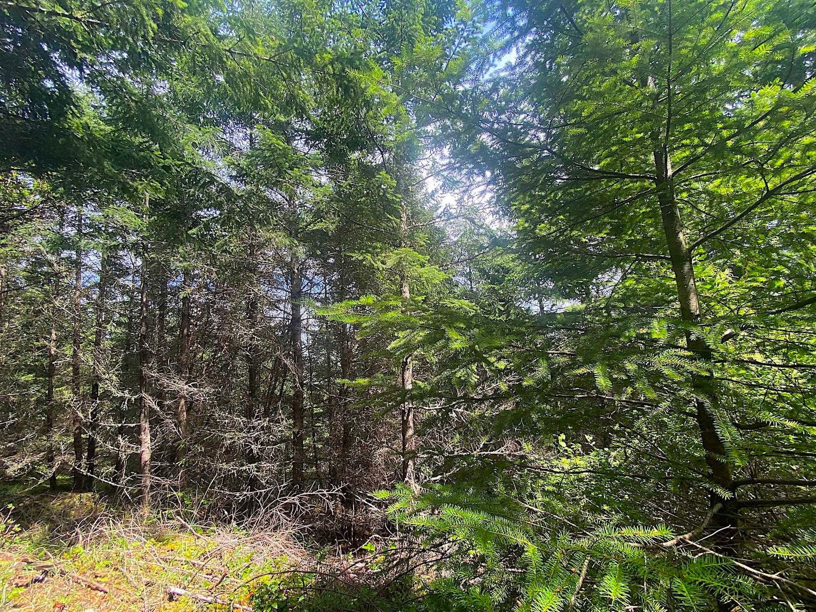 Photo 12 at Lot 11 District Lot 71 And 77, Galiano Island, Islands-Van. & Gulf Photo 12 at Lot 11 District Lot 71 And 77, Galiano Island, Islands-Van. & Gulf