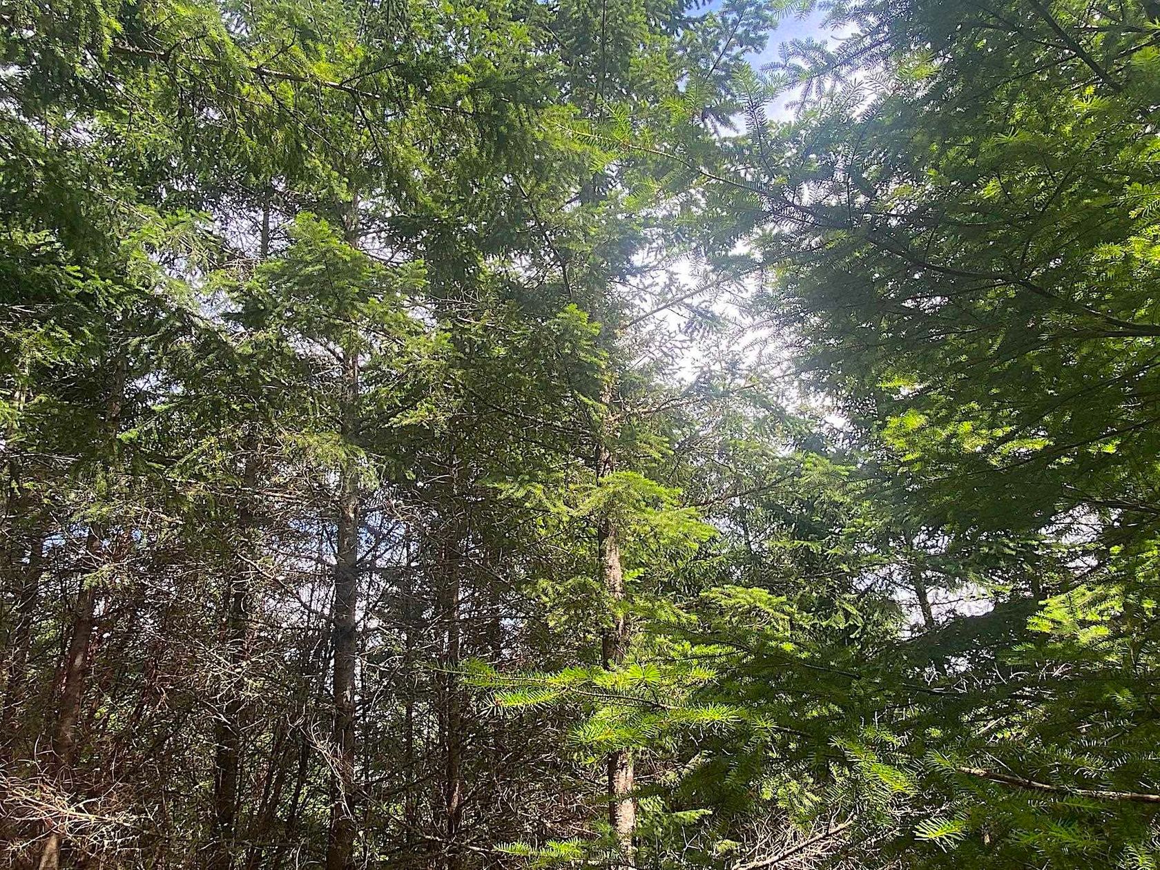 Photo 13 at Lot 11 District Lot 71 And 77, Galiano Island, Islands-Van. & Gulf Photo 13 at Lot 11 District Lot 71 And 77, Galiano Island, Islands-Van. & Gulf