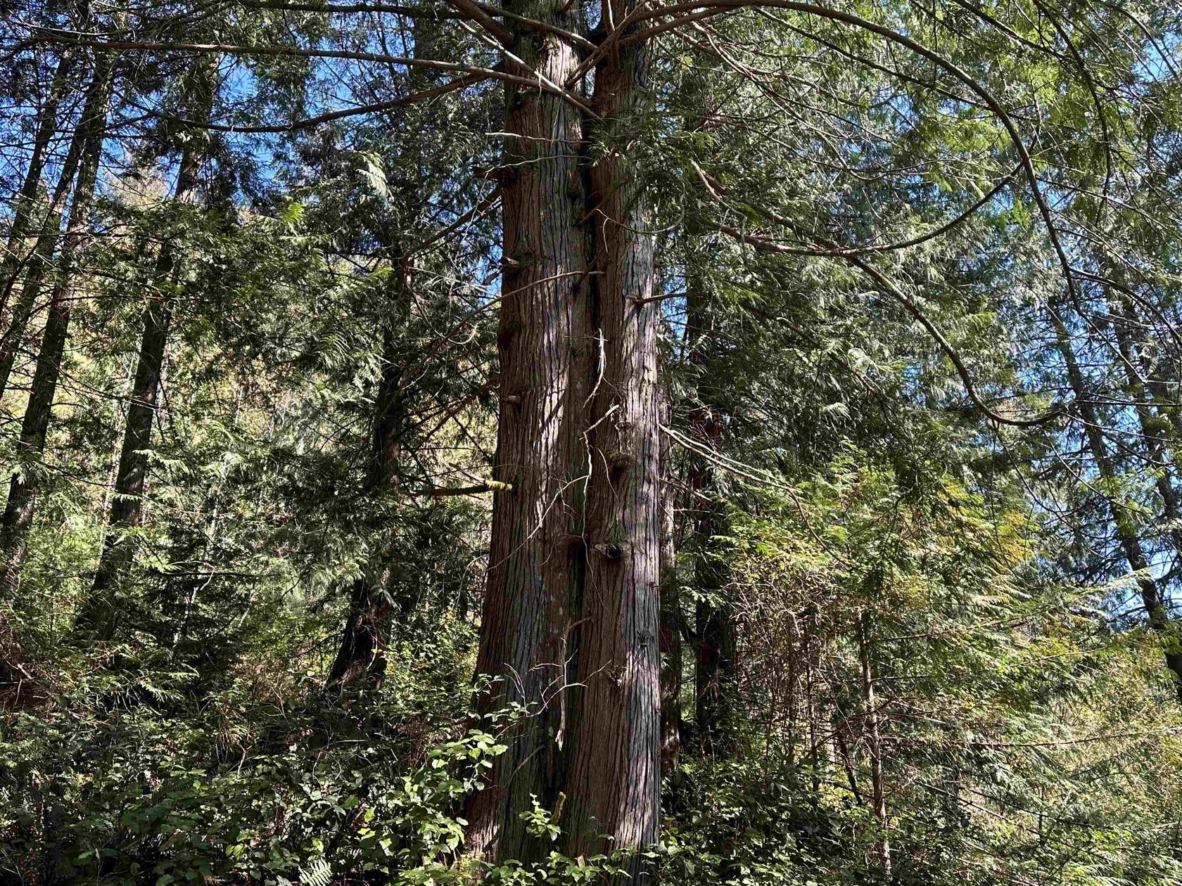 Photo 33 at DL - 4055 E Dark Cove Jervis Road, Pender Harbour Egmont, Sunshine Coast Photo 33 at DL - 4055 E Dark Cove Jervis Road, Pender Harbour Egmont, Sunshine Coast