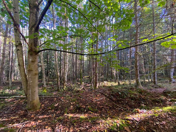 Photo 25 at Lot 19 Dl 71 Bodega Beach Drive, Galiano Island, Islands-Van. & Gulf