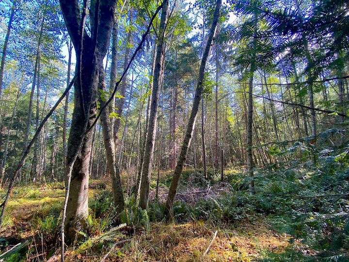 Photo 27 at Lot 19 Dl 71 Bodega Beach Drive, Galiano Island, Islands-Van. & Gulf