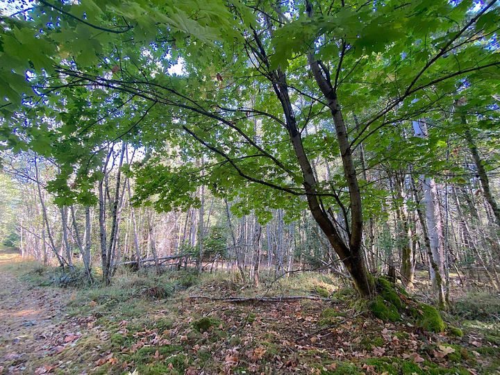 Photo 28 at Lot 19 Dl 71 Bodega Beach Drive, Galiano Island, Islands-Van. & Gulf