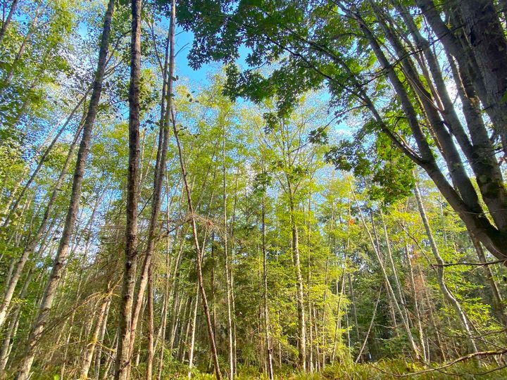 Photo 3 at Lot 16 Dl 71 And 77 Bodega Beach Drive, Galiano Island, Islands-Van. & Gulf