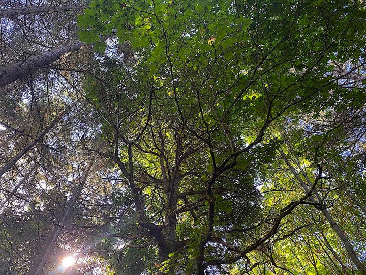 Photo 4 at Lot 16 Dl 71 And 77 Bodega Beach Drive, Galiano Island, Islands-Van. & Gulf