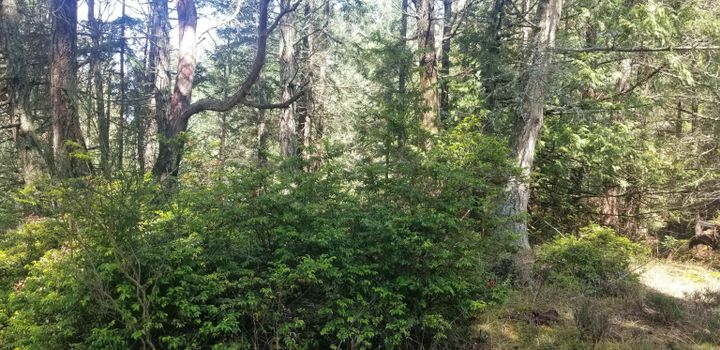 Photo 10 at 278 Laura Point Road, Mayne Island, Islands-Van. & Gulf Photo 10 at 278 Laura Point Road, Mayne Island, Islands-Van. & Gulf