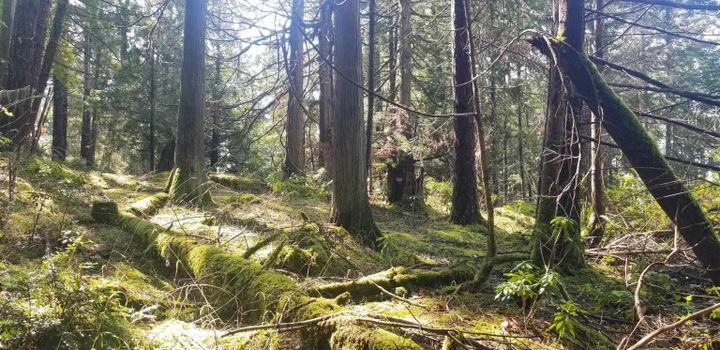 Photo 11 at 278 Laura Point Road, Mayne Island, Islands-Van. & Gulf Photo 11 at 278 Laura Point Road, Mayne Island, Islands-Van. & Gulf