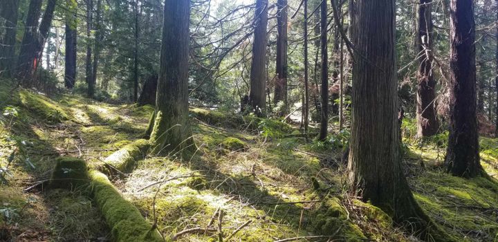 Photo 12 at 278 Laura Point Road, Mayne Island, Islands-Van. & Gulf Photo 12 at 278 Laura Point Road, Mayne Island, Islands-Van. & Gulf