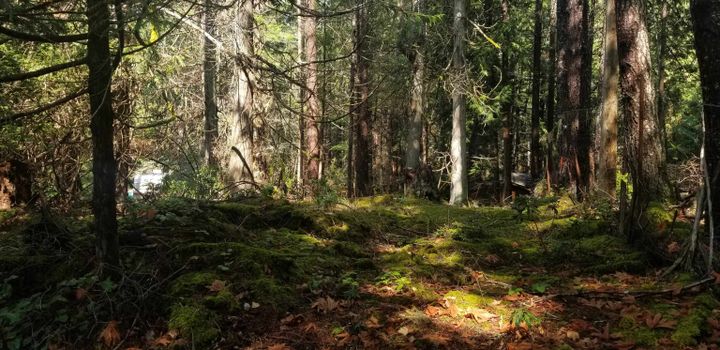 Photo 13 at 278 Laura Point Road, Mayne Island, Islands-Van. & Gulf Photo 13 at 278 Laura Point Road, Mayne Island, Islands-Van. & Gulf