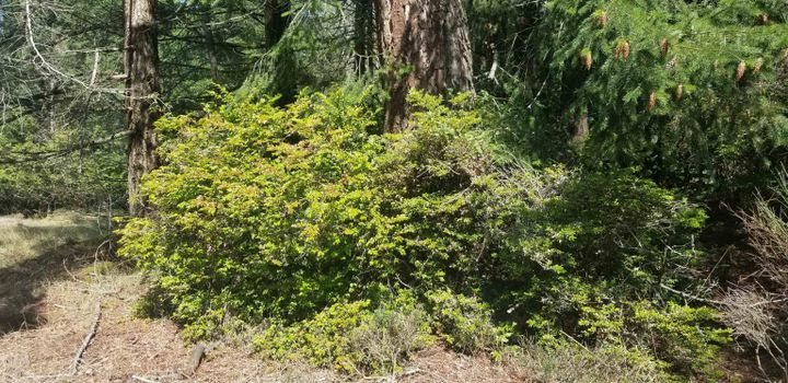 Photo 19 at 278 Laura Point Road, Mayne Island, Islands-Van. & Gulf Photo 19 at 278 Laura Point Road, Mayne Island, Islands-Van. & Gulf