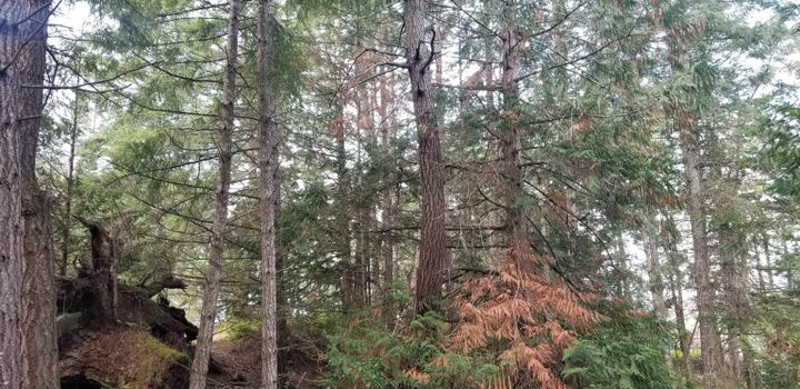 Photo 21 at 278 Laura Point Road, Mayne Island, Islands-Van. & Gulf Photo 21 at 278 Laura Point Road, Mayne Island, Islands-Van. & Gulf