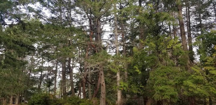 Photo 24 at 278 Laura Point Road, Mayne Island, Islands-Van. & Gulf Photo 24 at 278 Laura Point Road, Mayne Island, Islands-Van. & Gulf