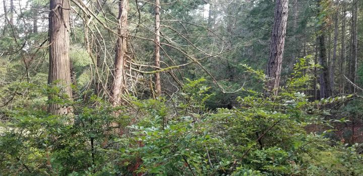 Photo 29 at 278 Laura Point Road, Mayne Island, Islands-Van. & Gulf Photo 29 at 278 Laura Point Road, Mayne Island, Islands-Van. & Gulf