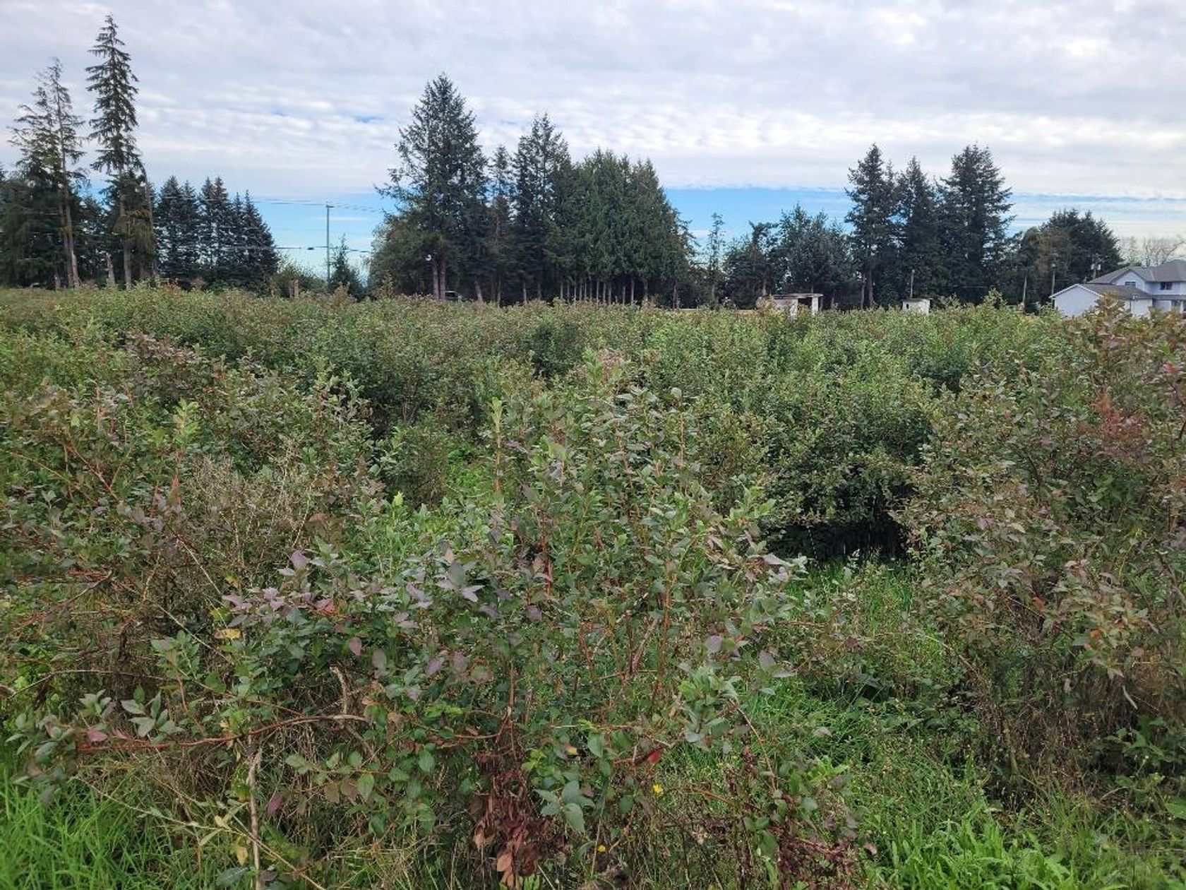 Photo 2 at 14227 Harris Road, North Meadows PI, Pitt Meadows Photo 2 at 14227 Harris Road, North Meadows PI, Pitt Meadows