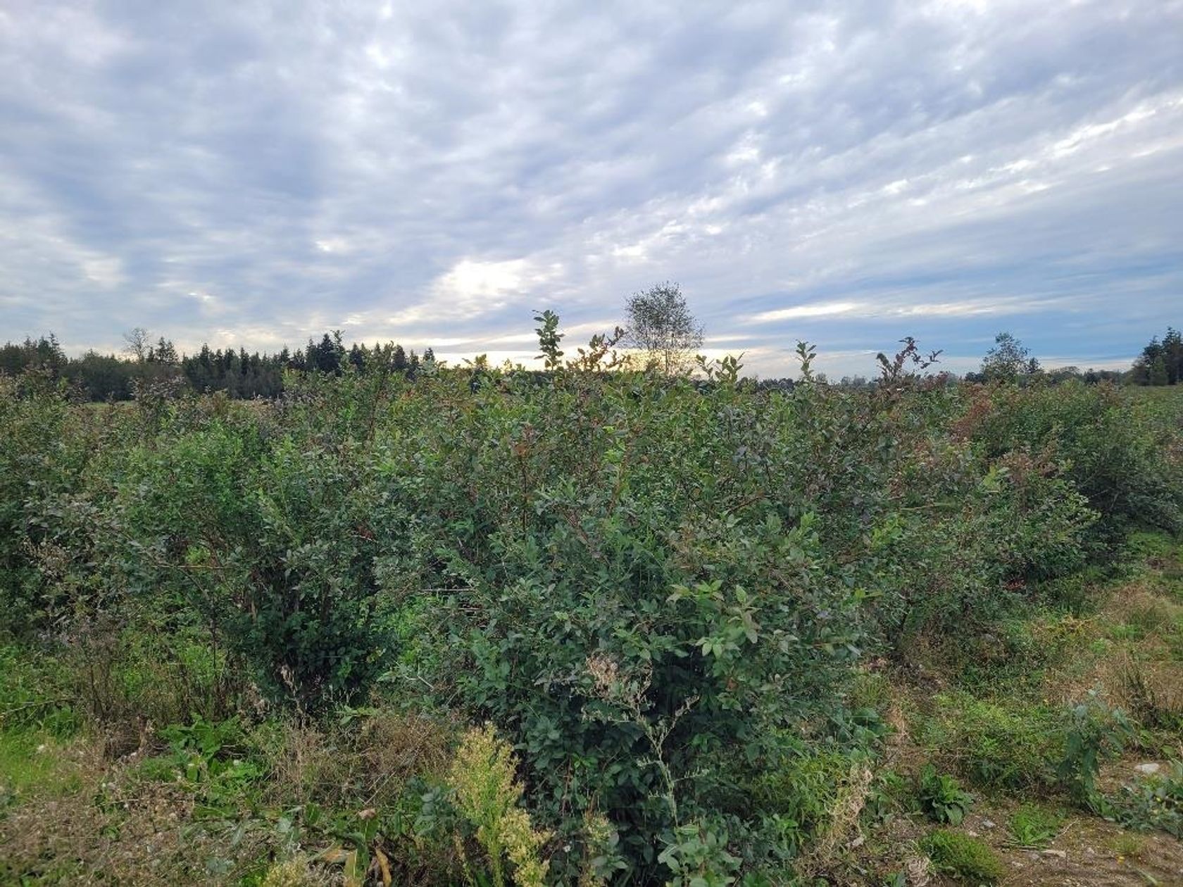 Photo 3 at 14227 Harris Road, North Meadows PI, Pitt Meadows Photo 3 at 14227 Harris Road, North Meadows PI, Pitt Meadows