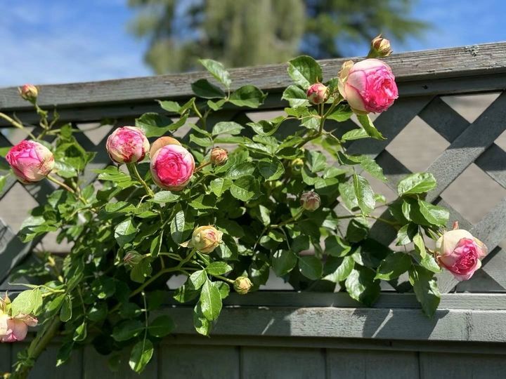 Photo 33 at 4291 W 9th Avenue, Point Grey, Vancouver West