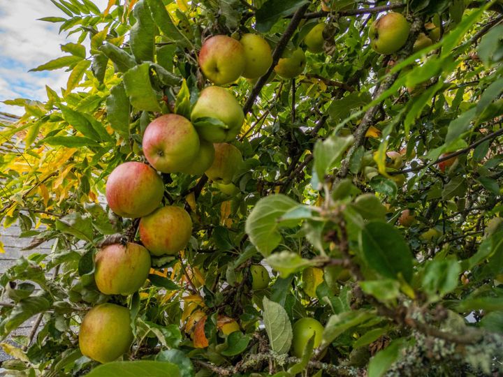 Photo 23 at 105 Madrona Road, Galiano Island, Islands-Van. & Gulf