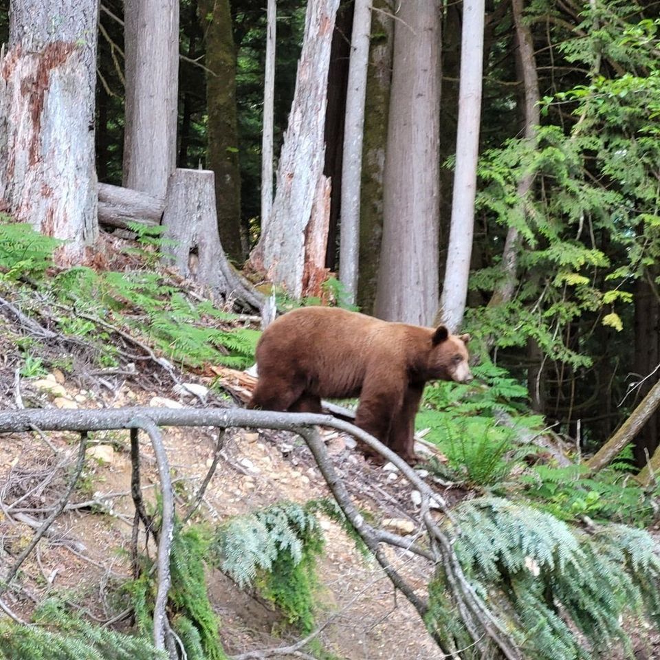 Photo 9 at 1173 Copper Drive, Britannia Beach, Squamish Photo 9 at 1173 Copper Drive, Britannia Beach, Squamish