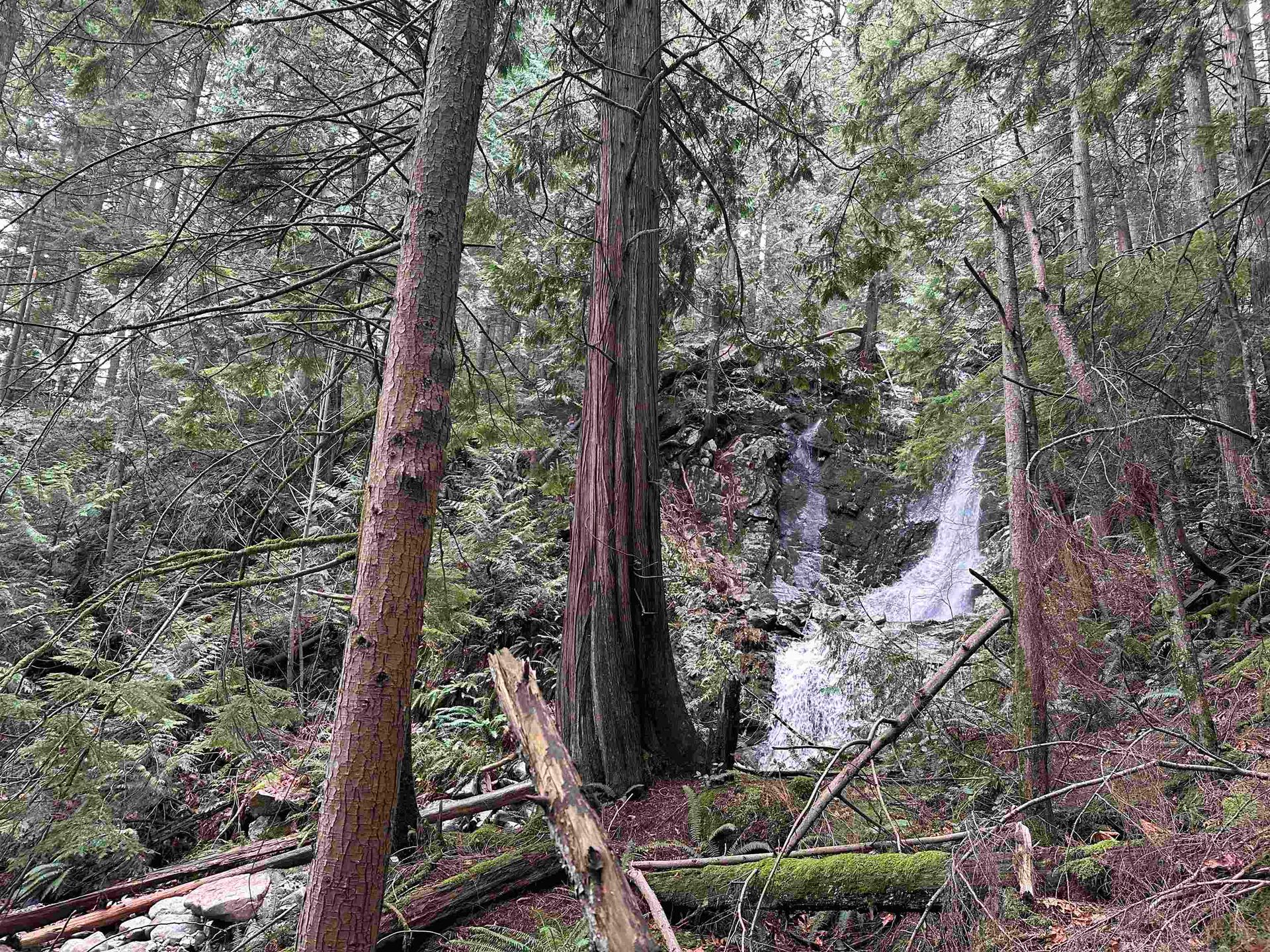 Photo 6 at Lot 15 Indian River Drive, Indian River, North Vancouver Photo 6 at Lot 15 Indian River Drive, Indian River, North Vancouver
