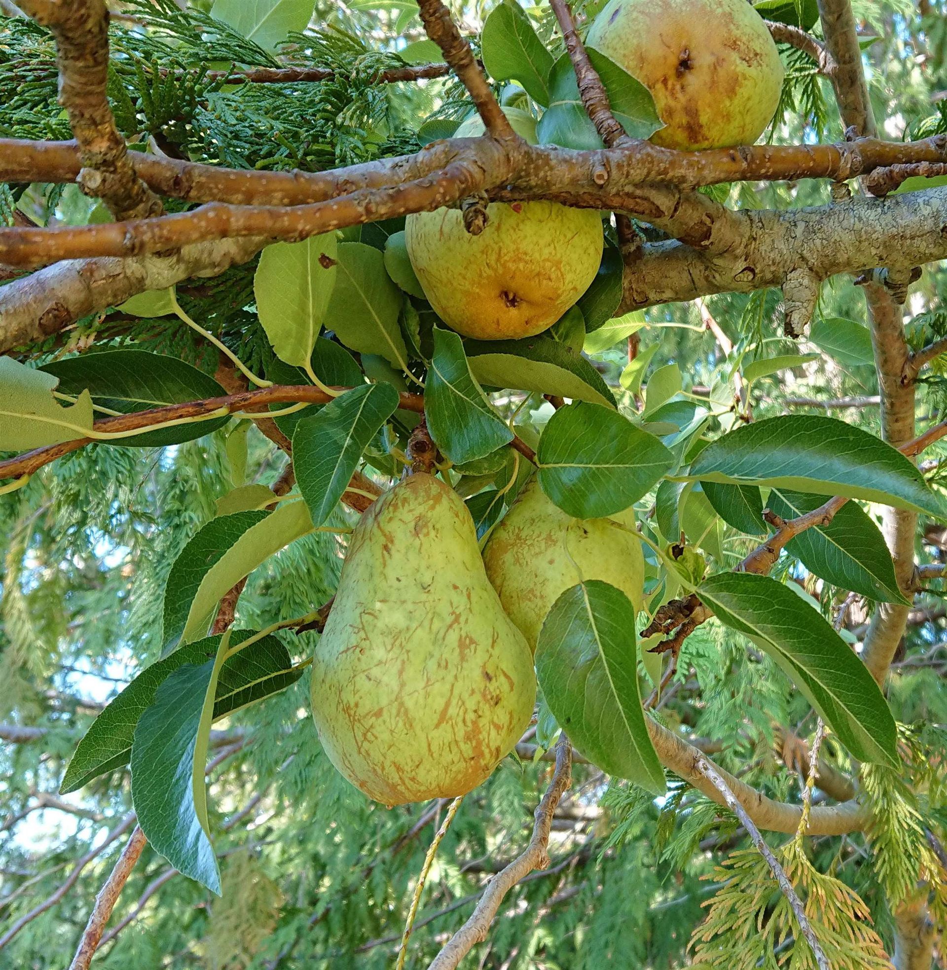 Photo 14 at 510 Dalton Drive, Mayne Island, Islands-Van. & Gulf Photo 14 at 510 Dalton Drive, Mayne Island, Islands-Van. & Gulf