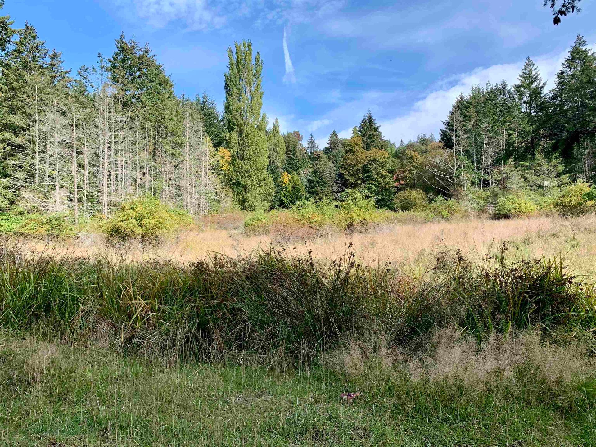 Photo 16 at 510 Dalton Drive, Mayne Island, Islands-Van. & Gulf Photo 16 at 510 Dalton Drive, Mayne Island, Islands-Van. & Gulf