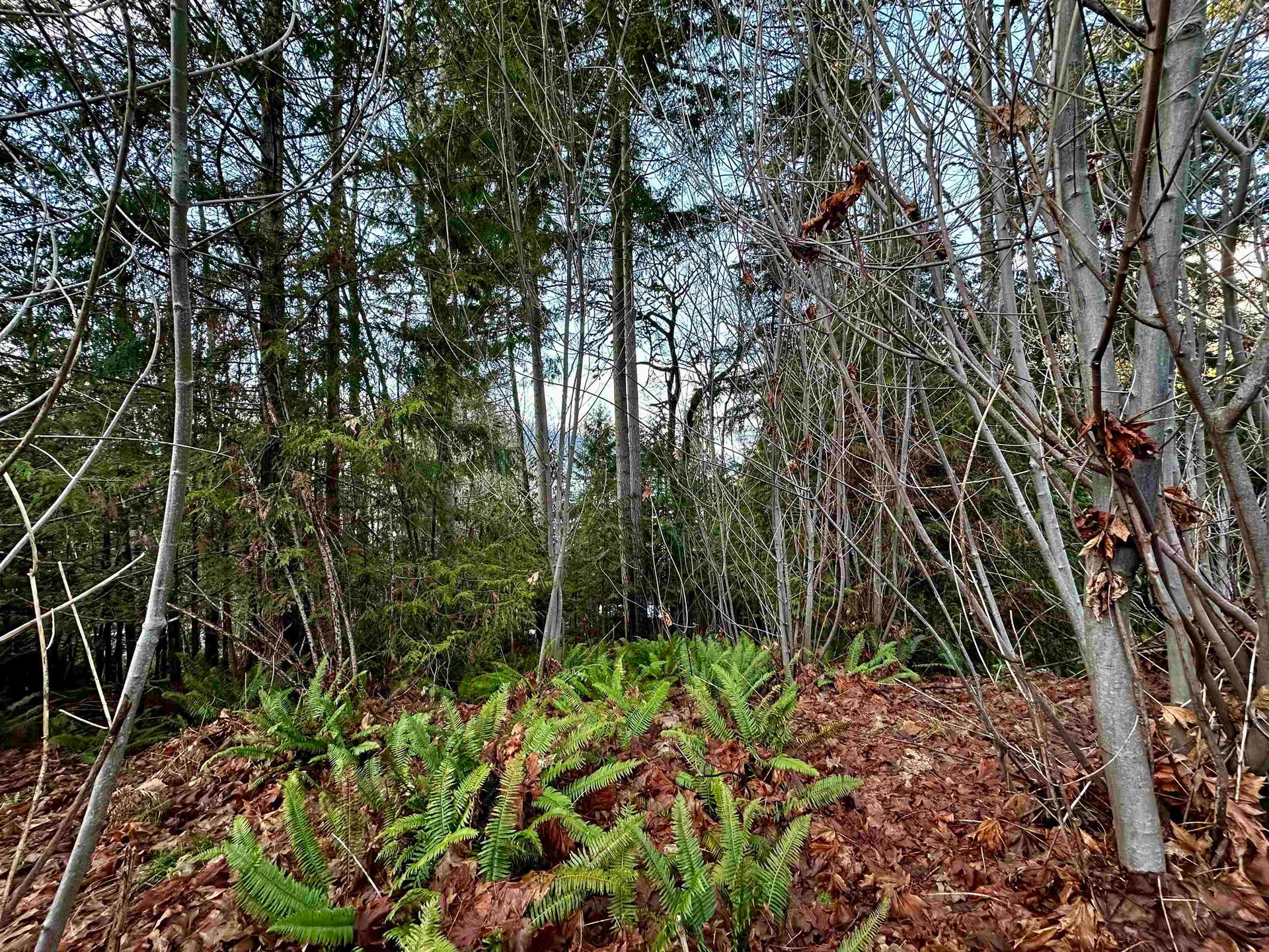 Photo 3 at Lot B Sandy Hook Road, Sechelt District, Sunshine Coast Photo 3 at Lot B Sandy Hook Road, Sechelt District, Sunshine Coast