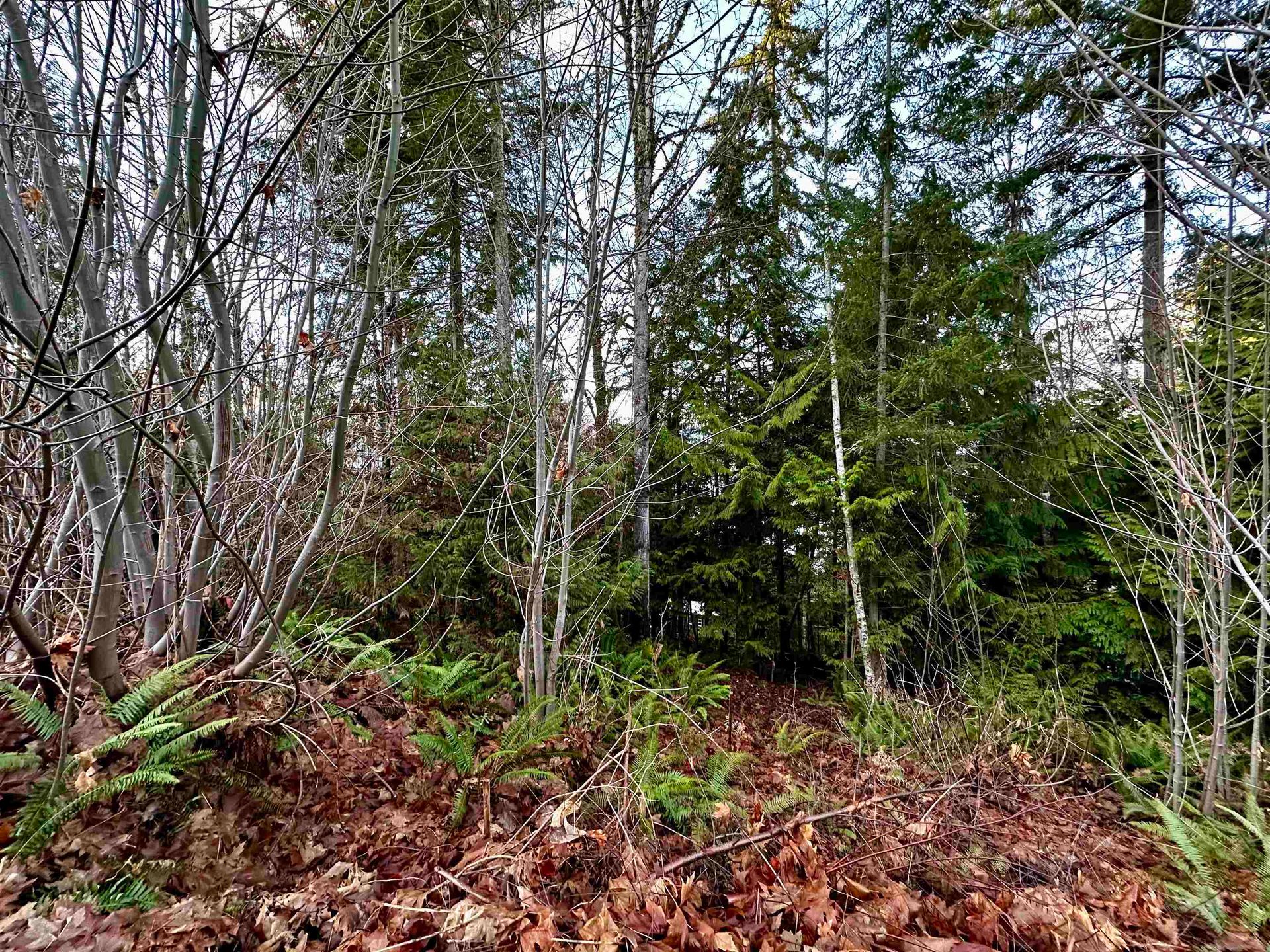 Photo 4 at Lot B Sandy Hook Road, Sechelt District, Sunshine Coast Photo 4 at Lot B Sandy Hook Road, Sechelt District, Sunshine Coast