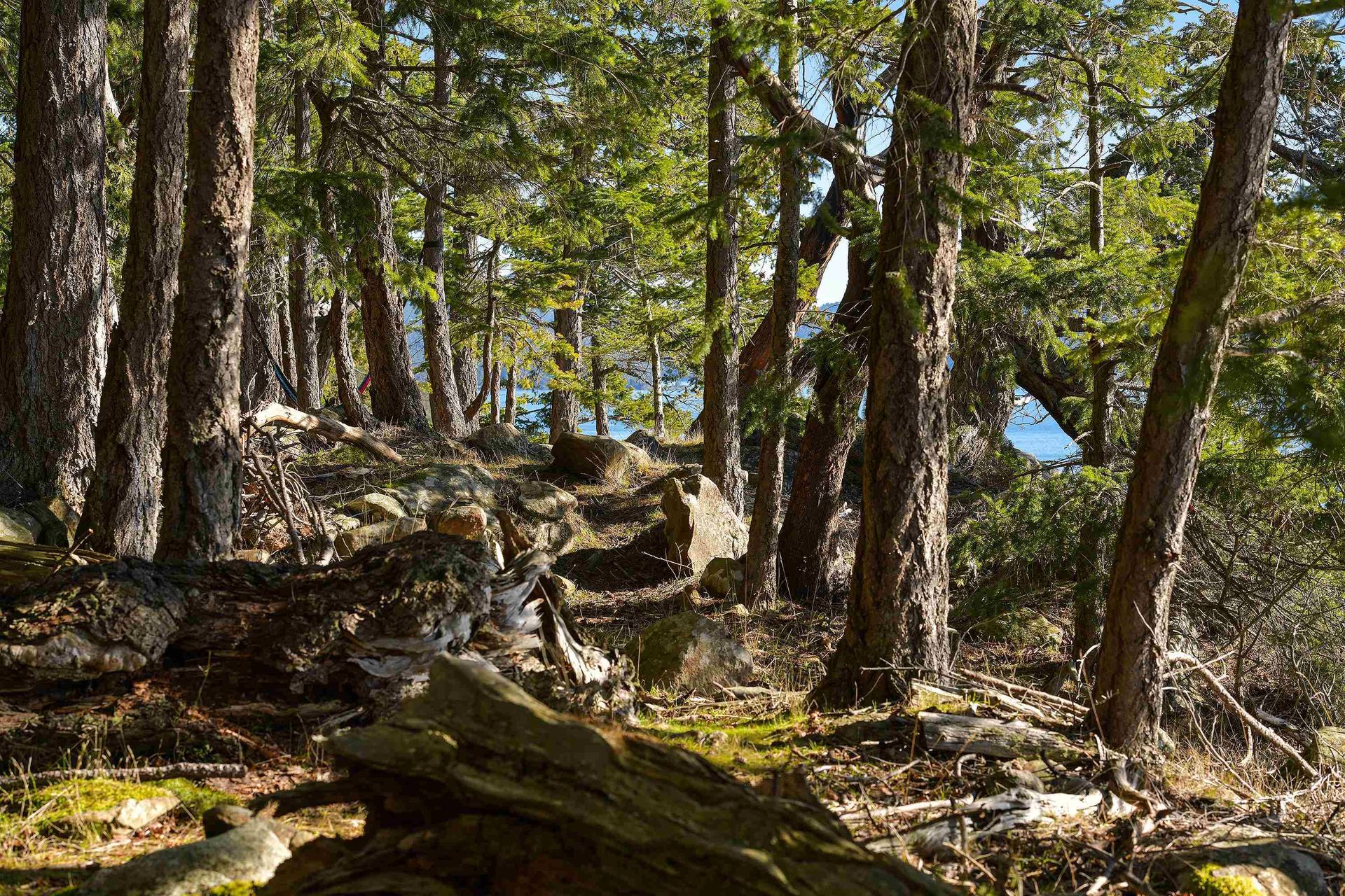 Photo 8 at Lot A Beechwood Drive, Mayne Island, Islands-Van. & Gulf Photo 8 at Lot A Beechwood Drive, Mayne Island, Islands-Van. & Gulf