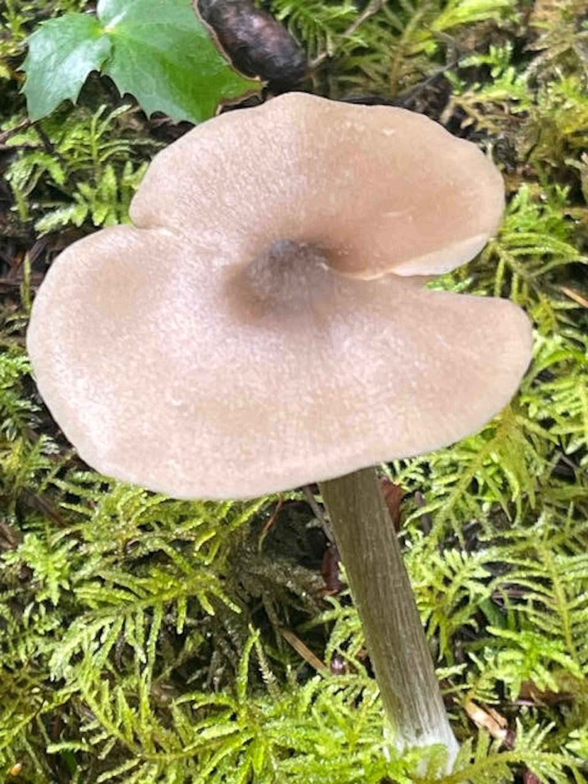 Photo 4 at 1840 Seymour Road, Gabriola Island, Islands-Van. & Gulf Photo 4 at 1840 Seymour Road, Gabriola Island, Islands-Van. & Gulf