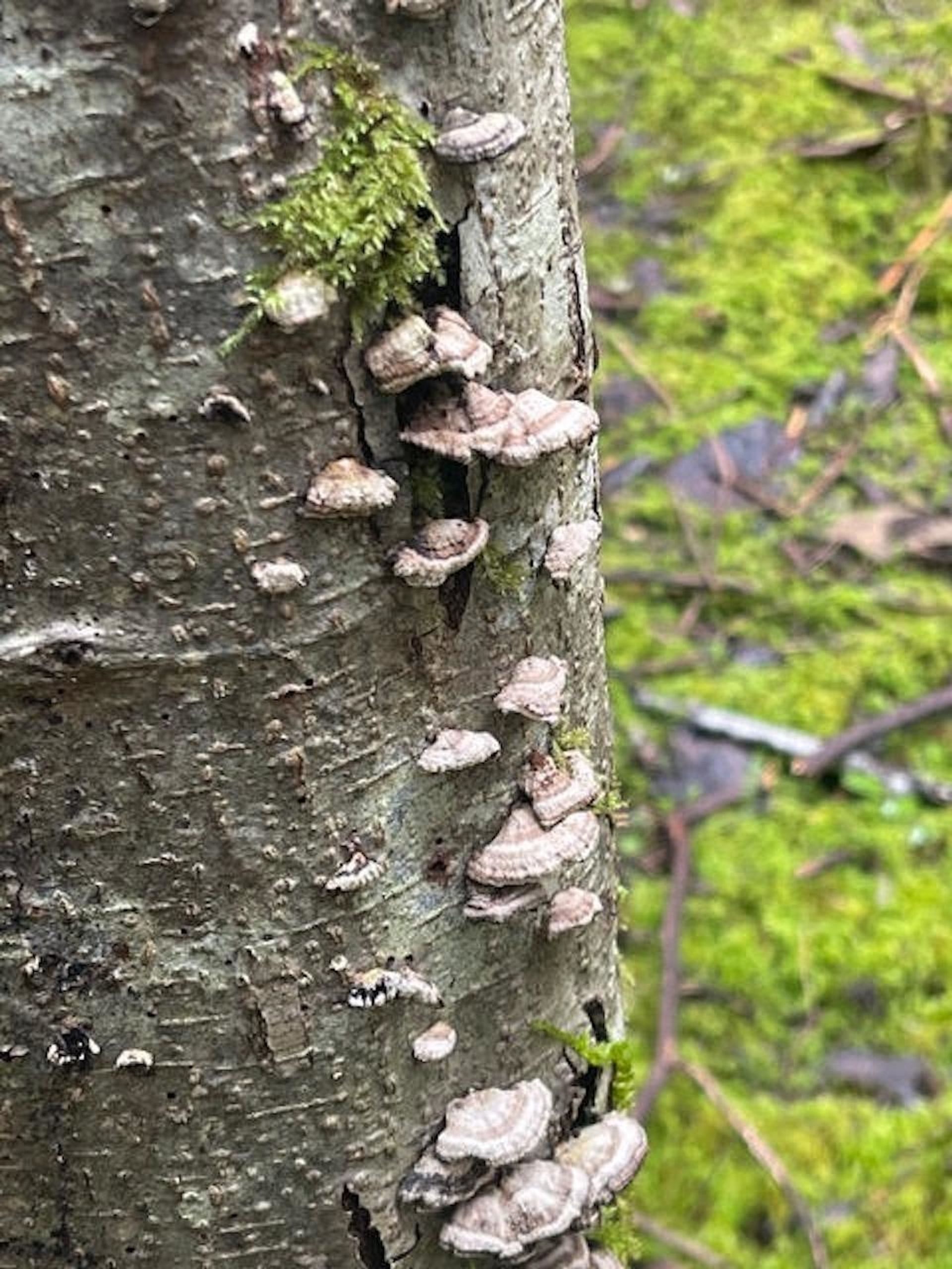 Photo 5 at 1840 Seymour Road, Gabriola Island, Islands-Van. & Gulf Photo 5 at 1840 Seymour Road, Gabriola Island, Islands-Van. & Gulf