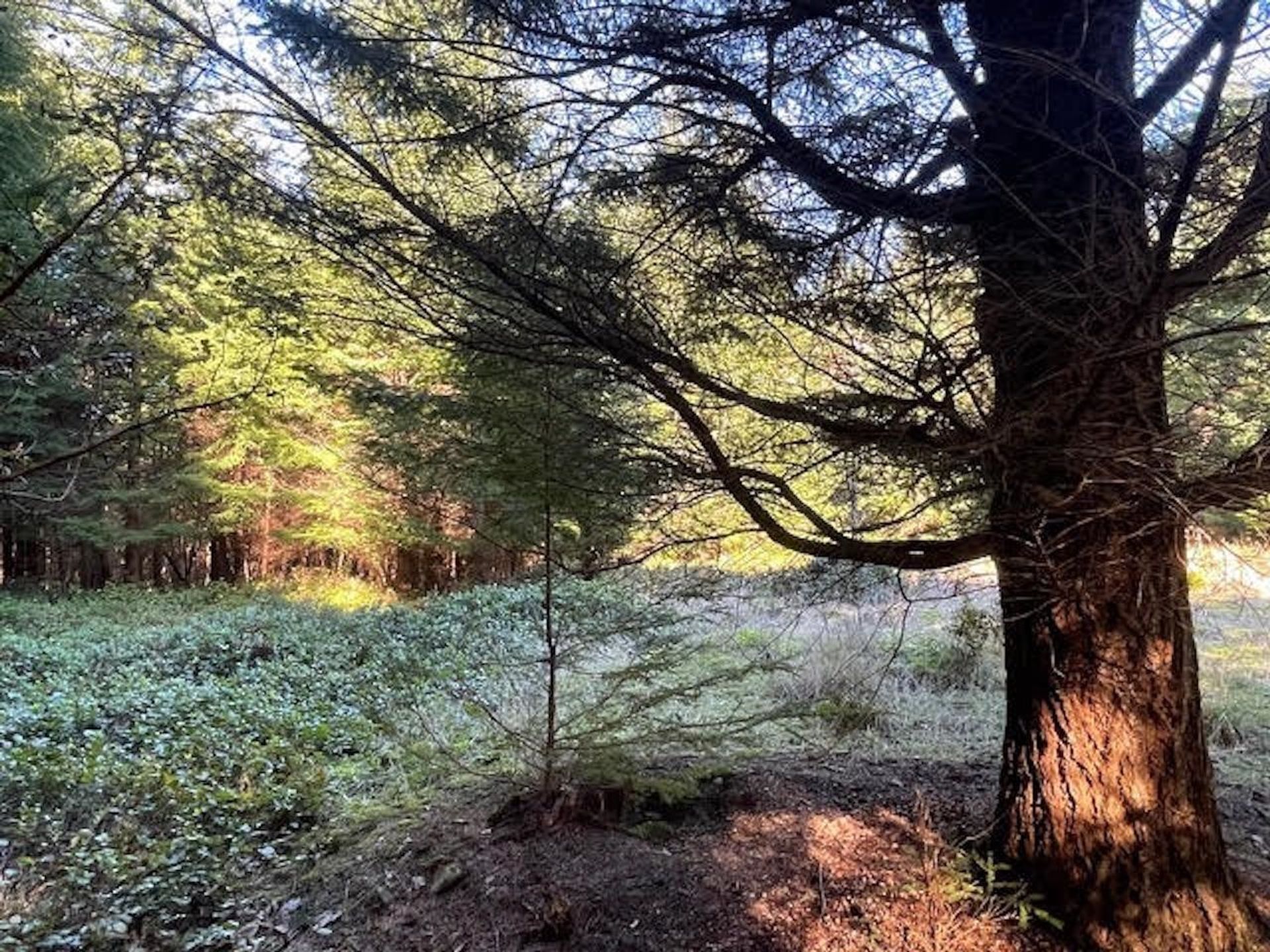 Photo 6 at 1840 Seymour Road, Gabriola Island, Islands-Van. & Gulf Photo 6 at 1840 Seymour Road, Gabriola Island, Islands-Van. & Gulf