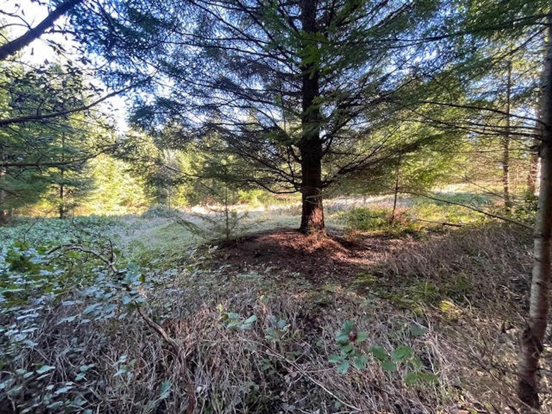 Photo 7 at 1840 Seymour Road, Gabriola Island, Islands-Van. & Gulf Photo 7 at 1840 Seymour Road, Gabriola Island, Islands-Van. & Gulf