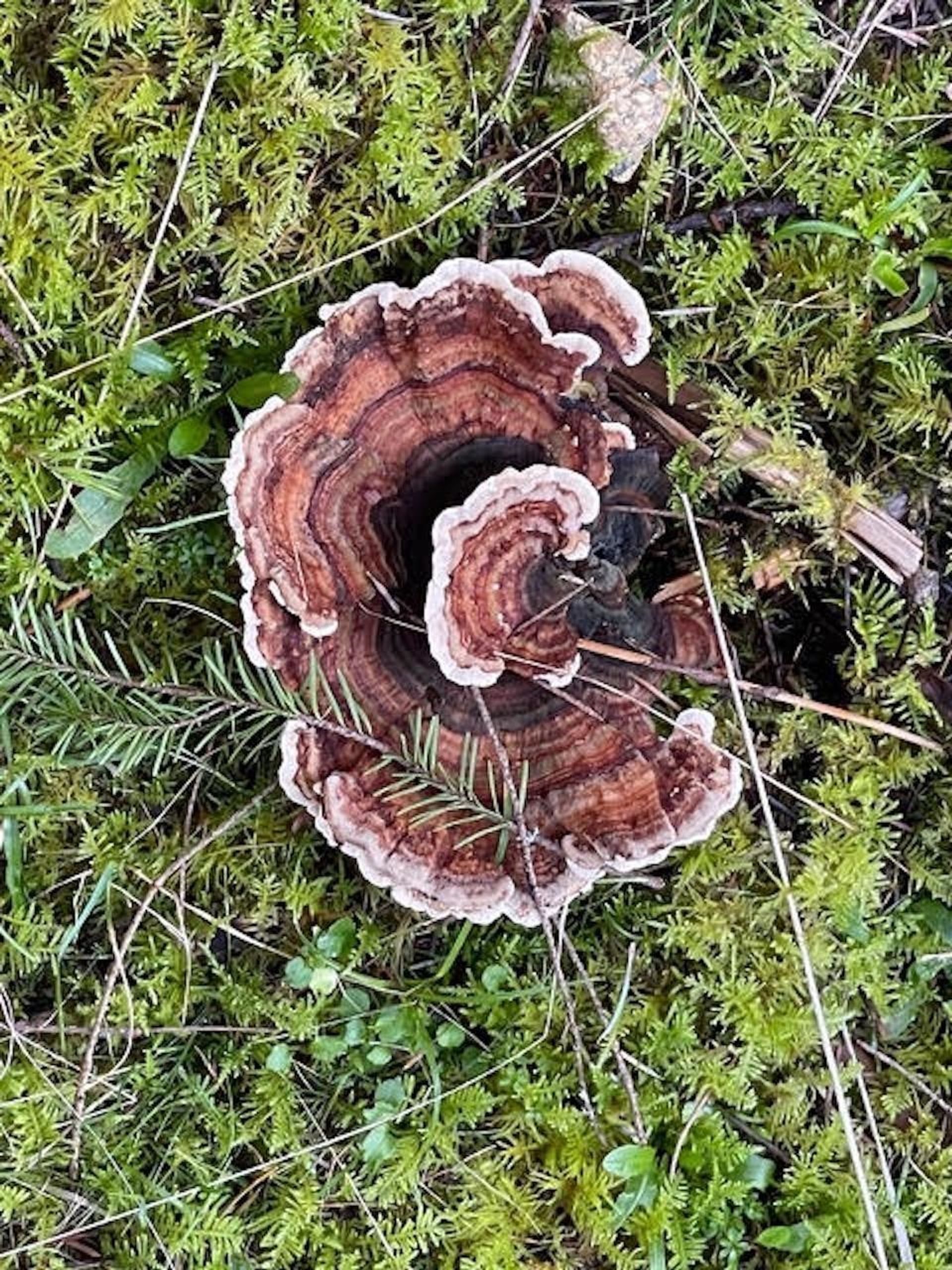 Photo 8 at 1840 Seymour Road, Gabriola Island, Islands-Van. & Gulf Photo 8 at 1840 Seymour Road, Gabriola Island, Islands-Van. & Gulf