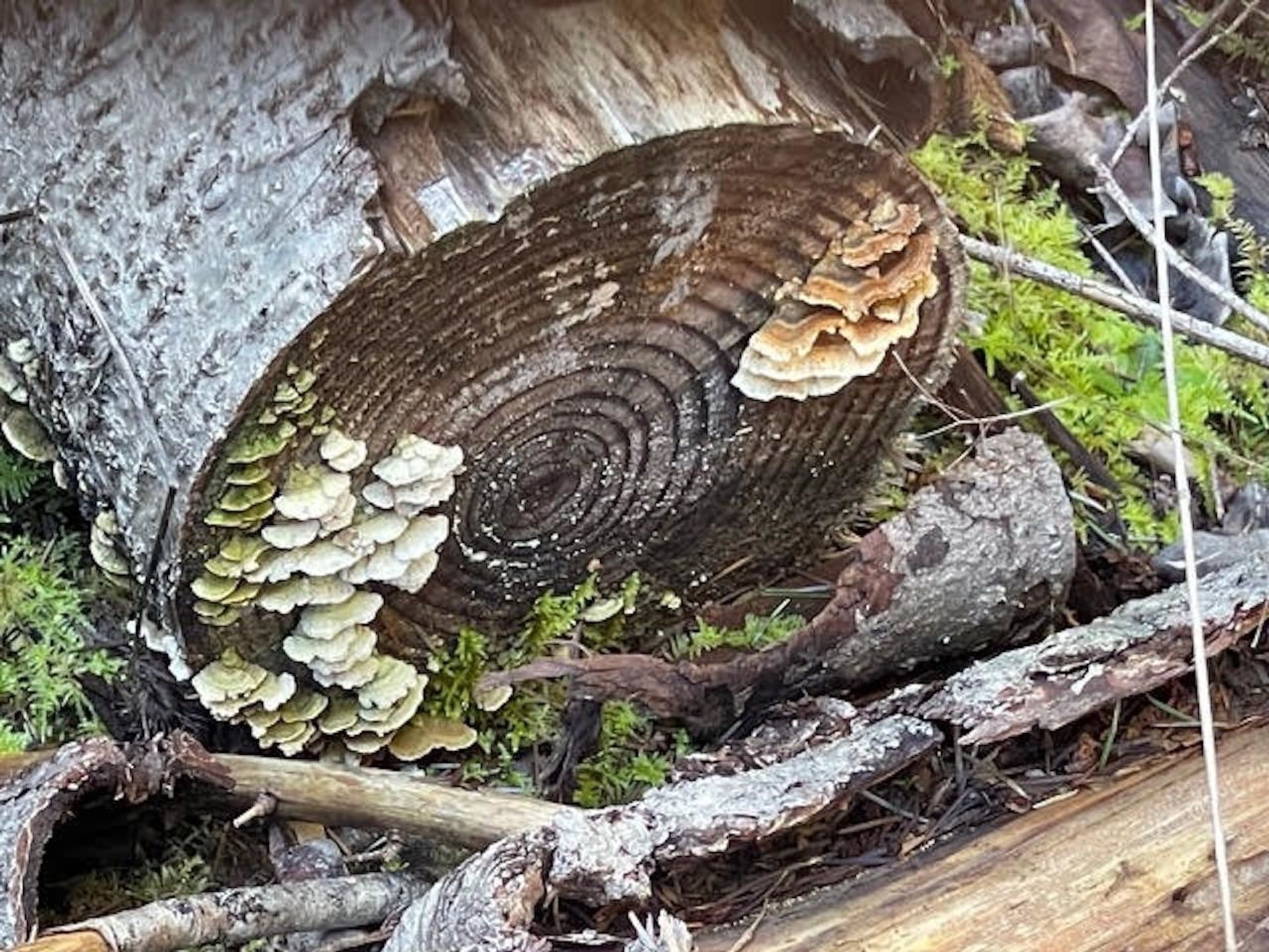 Photo 9 at 1840 Seymour Road, Gabriola Island, Islands-Van. & Gulf Photo 9 at 1840 Seymour Road, Gabriola Island, Islands-Van. & Gulf