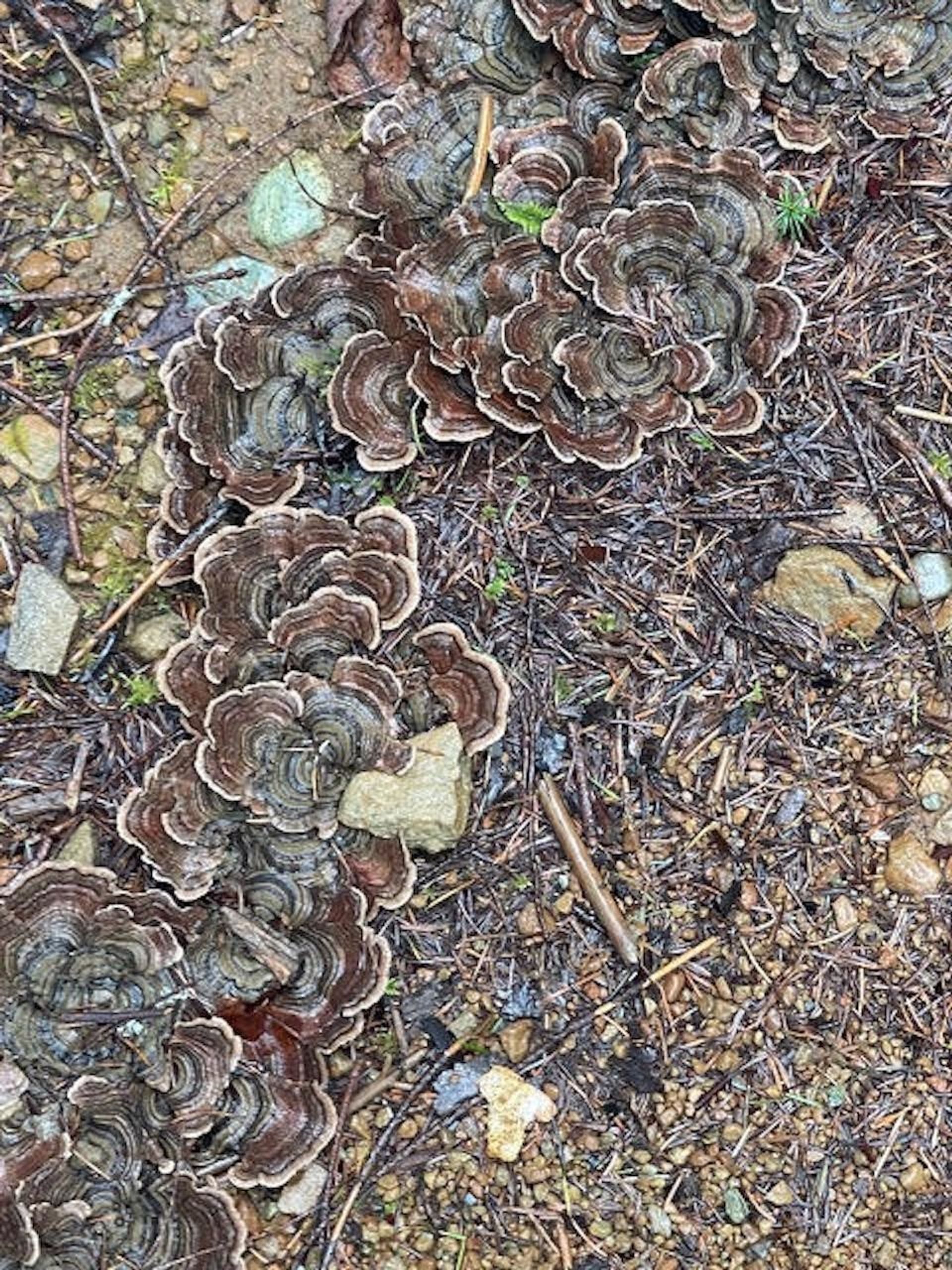 Photo 11 at 1840 Seymour Road, Gabriola Island, Islands-Van. & Gulf Photo 11 at 1840 Seymour Road, Gabriola Island, Islands-Van. & Gulf