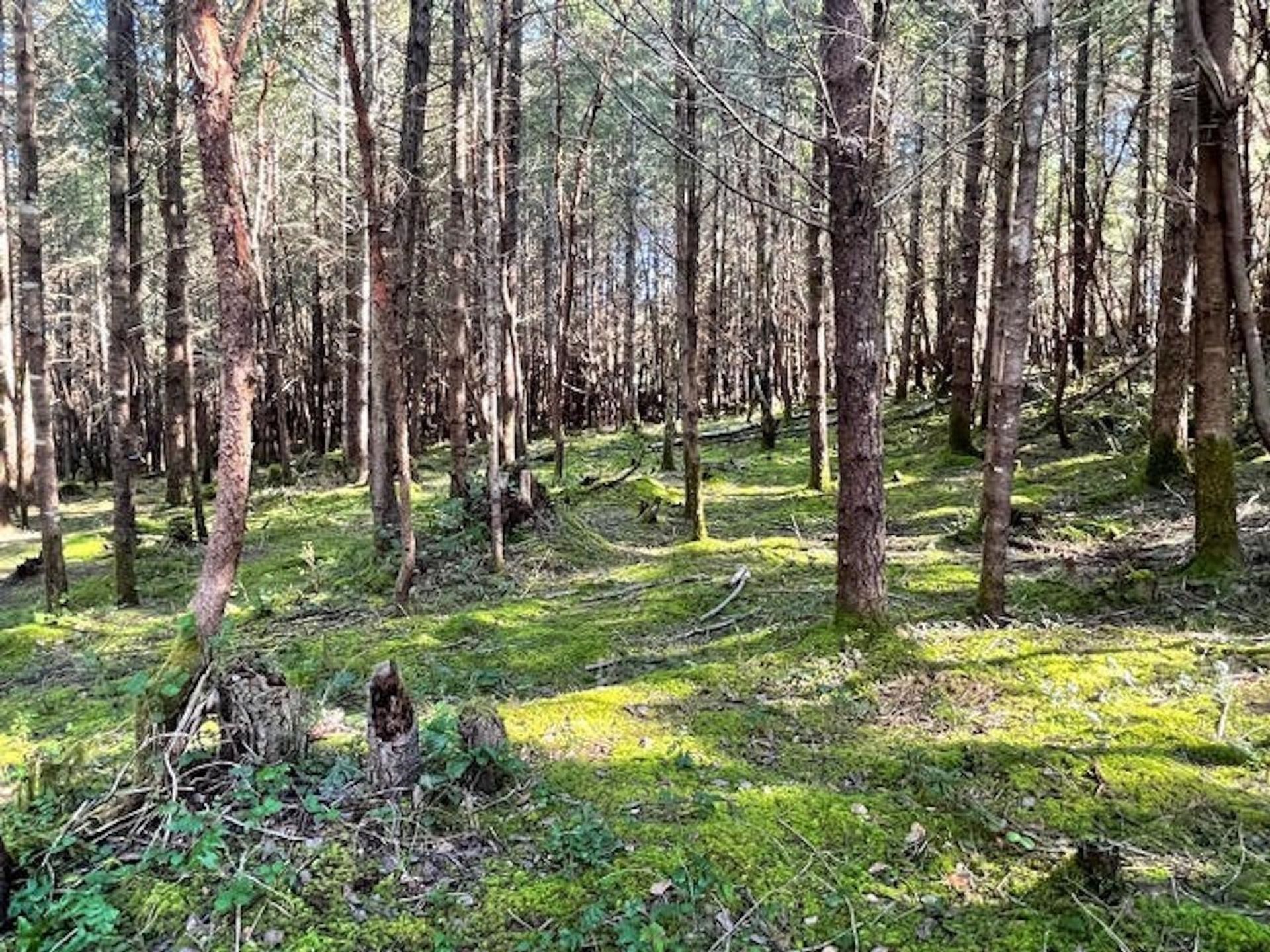 Photo 13 at 1840 Seymour Road, Gabriola Island, Islands-Van. & Gulf Photo 13 at 1840 Seymour Road, Gabriola Island, Islands-Van. & Gulf