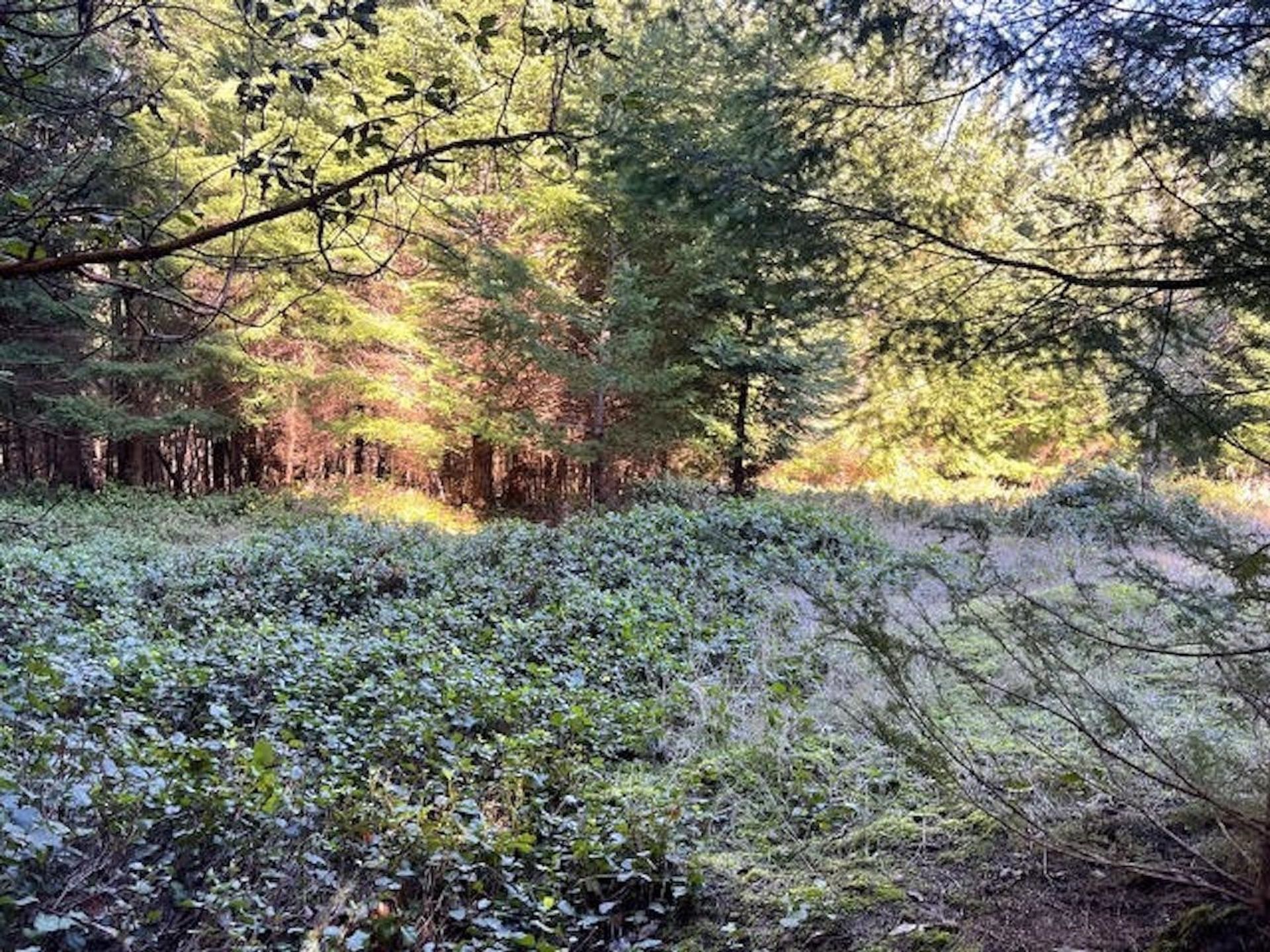 Photo 17 at 1840 Seymour Road, Gabriola Island, Islands-Van. & Gulf Photo 17 at 1840 Seymour Road, Gabriola Island, Islands-Van. & Gulf