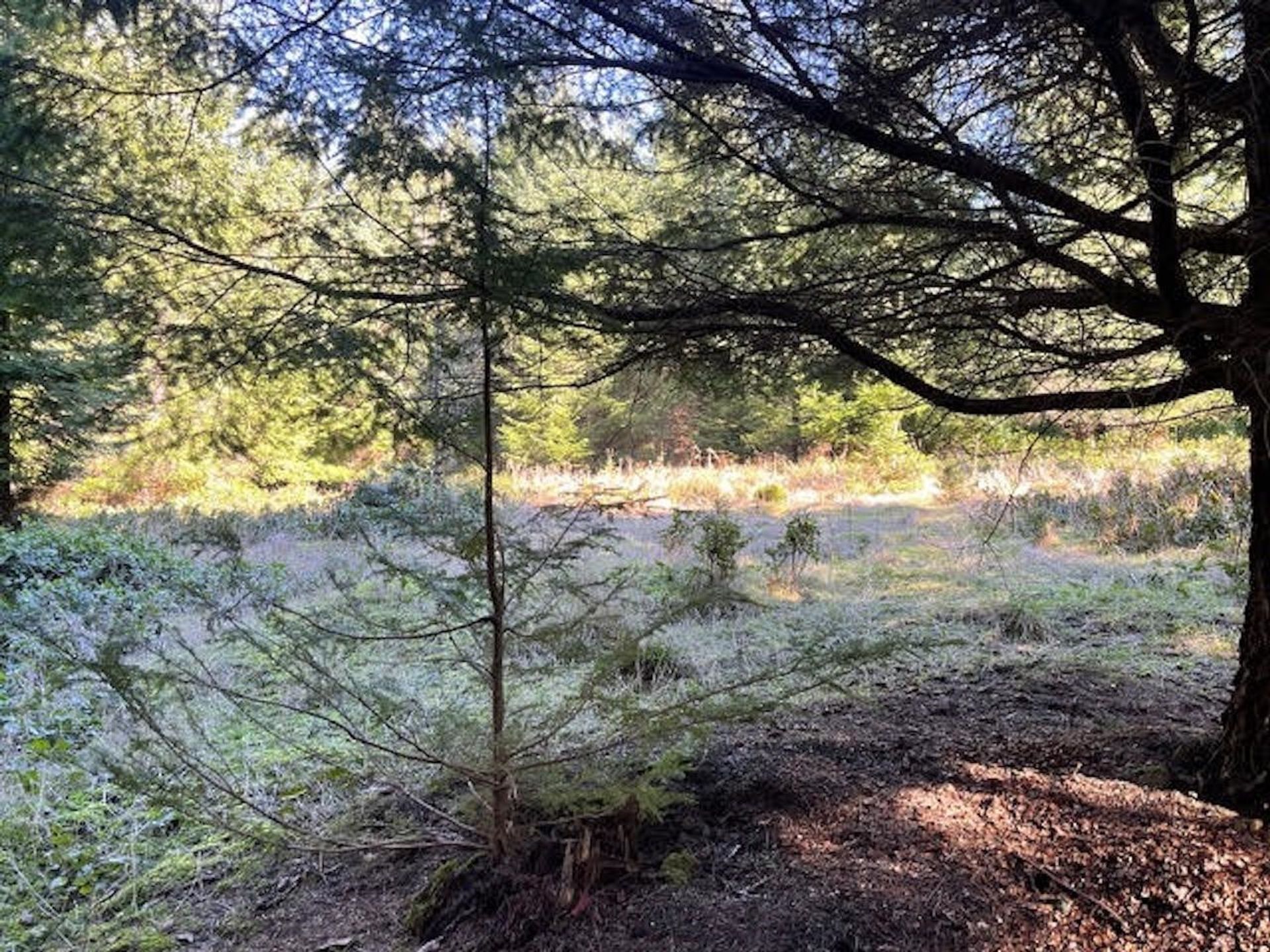 Photo 20 at 1840 Seymour Road, Gabriola Island, Islands-Van. & Gulf Photo 20 at 1840 Seymour Road, Gabriola Island, Islands-Van. & Gulf